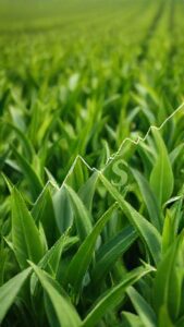Glyphosate Prix : Coût Actuel, Facteurs et Alternatives Écologiques